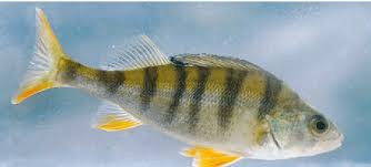 Attēlu rezultāti vaicājumam “Perca fluviatilis”