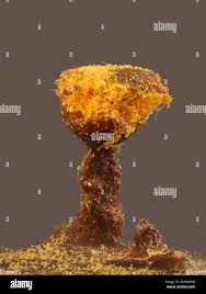 Attēlu rezultāti vaicājumam “Trichia erecta”