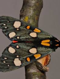 Attēlu rezultāti vaicājumam “Callimorpha dominula imago”