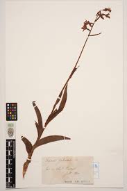 Attēlu rezultāti vaicājumam “Epipactis palustris”