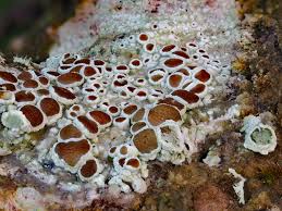 Attēlu rezultāti vaicājumam “Lecanora chlarotera”