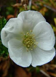 Attēlu rezultāti vaicājumam “Rubus chamaemorus flower”