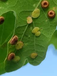 Attēlu rezultāti vaicājumam “Neuroterus albipes”