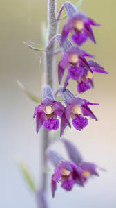 Attēlu rezultāti vaicājumam “Epipactis atrorubens fruit”