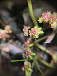 Attēlu rezultāti vaicājumam “Hydrocotyle vulgaris flower”