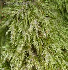 Attēlu rezultāti vaicājumam “Plagiothecium latebricola”