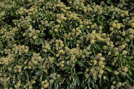 Attēlu rezultāti vaicājumam “Hedera helix  flower”