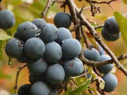 Attēlu rezultāti vaicājumam “Prunus spinosa fruit”