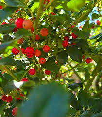 Attēlu rezultāti vaicājumam “Ilex x meserveae”