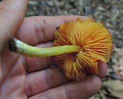 Attēlu rezultāti vaicājumam “Hygrocybe sp.”
