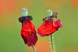 Image result for Papaver rhoeas