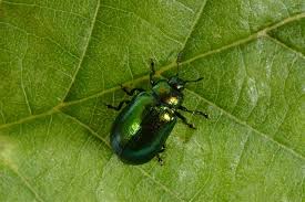 Attēlu rezultāti vaicājumam “Linaeidea aenea”