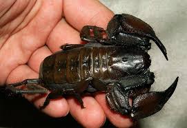 Attēlu rezultāti vaicājumam “Troglodytes troglodytes adult”