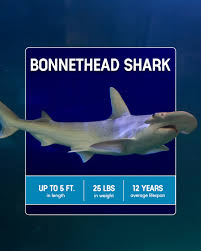 Image result for Sphyrna tiburo