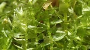 Attēlu rezultāti vaicājumam “Hygroamblystegium humile”