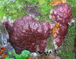 Attēlu rezultāti vaicājumam “Brefeldia maxima”