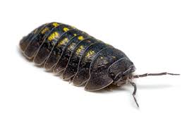 Attēlu rezultāti vaicājumam “Armadillidium pulchellum”