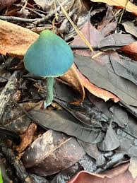 Attēlu rezultāti vaicājumam “Vouauxiomyces santessonii”