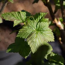 Attēlu rezultāti vaicājumam “Ribes nigrum leaf”