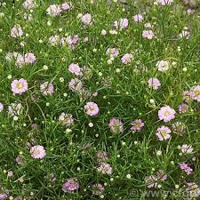 Attēlu rezultāti vaicājumam “Gypsophila muralis fruit”
