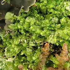 Attēlu rezultāti vaicājumam “Lophozia ventricosa”