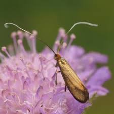 Attēlu rezultāti vaicājumam “Nemophora metallica”