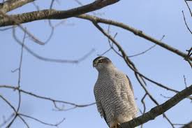 Image result for Goshawks G C