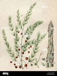 Attēlu rezultāti vaicājumam “Asparagus officinalis fruit”
