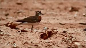 Image result for Charadrius asiaticus