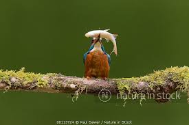 Attēlu rezultāti vaicājumam “Alcedo atthis adult”