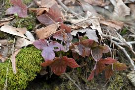 Attēlu rezultāti vaicājumam “Hepatica nobilis leaf”