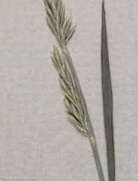 Attēlu rezultāti vaicājumam “Koeleria glauca leaf”