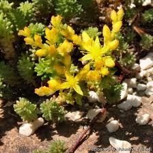 Attēlu rezultāti vaicājumam “Sedum sexangulare”