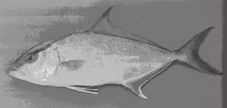 Image result for Seriola rivoliana