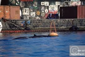 Image result for Mesoplodon bidens