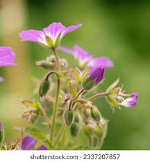 Attēlu rezultāti vaicājumam “Geranium sylvaticum bud”