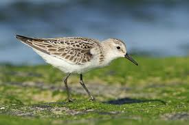 Attēlu rezultāti vaicājumam “Calidris minuta”