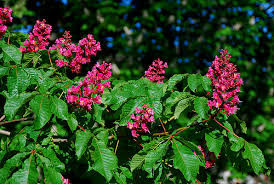 Attēlu rezultāti vaicājumam “Aesculus x neglecta flower”