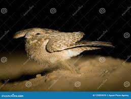 Image result for Caprimulgus aegyptius