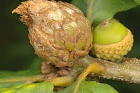 Attēlu rezultāti vaicājumam “Andricus foecundatrix”