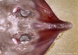 Image result for Rostroraja alba