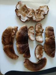 Attēlu rezultāti vaicājumam “Ischnoderma benzoinum”