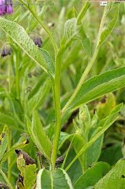 Attēlu rezultāti vaicājumam “Symphytum officinale”