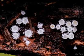 Attēlu rezultāti vaicājumam “Lachnum virgineum”