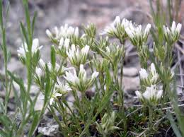 Attēlu rezultāti vaicājumam “Arenaria procera”