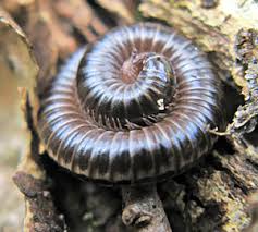 Attēlu rezultāti vaicājumam “Ommatoiulus vilnensis”