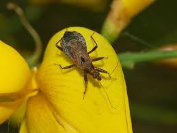 Attēlu rezultāti vaicājumam “Himacerus apterus”