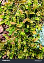 Attēlu rezultāti vaicājumam “Bazzania trilobata”