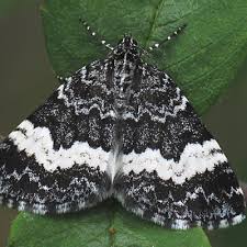 Attēlu rezultāti vaicājumam “Spargania luctuata”