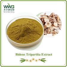 Attēlu rezultāti vaicājumam “Bidens tripartita fruit”